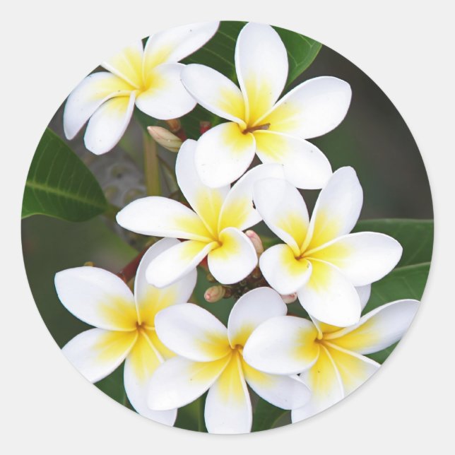 Pegatina Redonda Frangipani (Anverso)