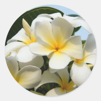 Pegatina Redonda Frangipani Bliss