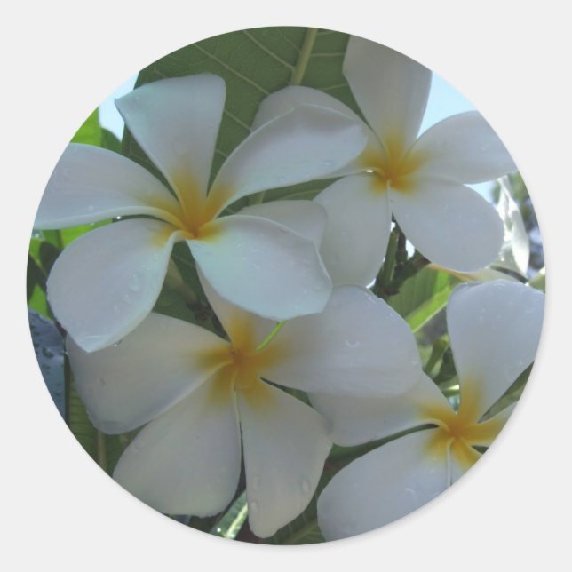 Pegatina Redonda Frangipani casi comestible (Anverso)
