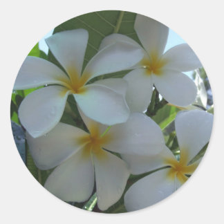 Pegatina Redonda Frangipani casi comestible