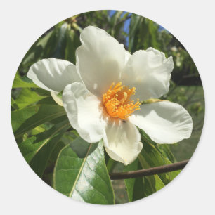 Pegatina Redonda Franklinia alatamaha