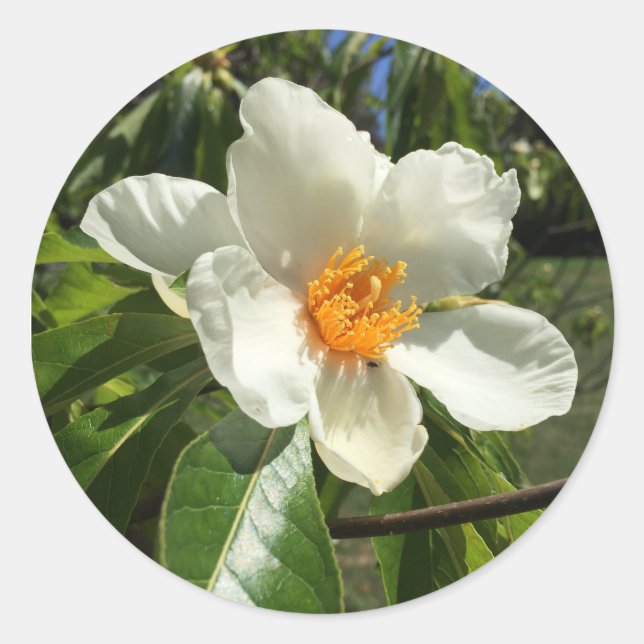 Pegatina Redonda Franklinia alatamaha (Anverso)