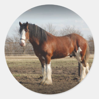 Pegatina Redonda frontera negra de clydesdale