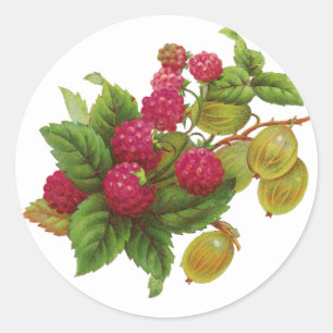 PEGATINA REDONDA FRUTOS ROJOS PRESERVADOS / RASPBERRIES