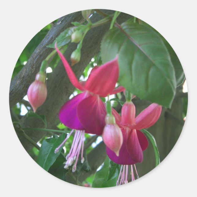 Pegatina Redonda Fuchsia 2 (Anverso)