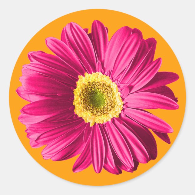 Pegatina Redonda Fuchsia Daisy Flower (Anverso)