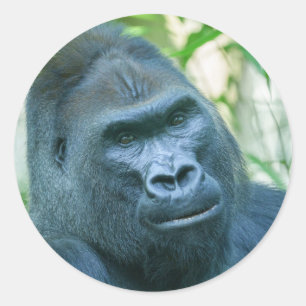 Pegatina Redonda Fuerza inquebrantable Gorila de Silverback Kito