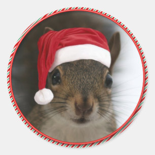 Pegatina Redonda Funny Santa Squirrel usando Santa Hat