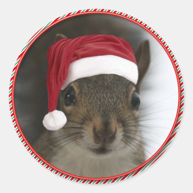 Pegatina Redonda Funny Santa Squirrel usando Santa Hat (Anverso)