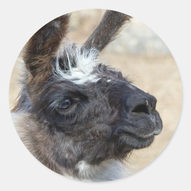 Pegatina Redonda Fur Face (Anverso)