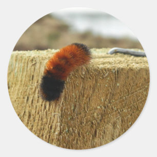 Pegatina Redonda Fuzzy Caterpillar