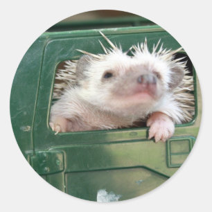 Pegatina Redonda G.I. Hedgehog