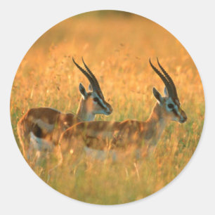 Pegatina Redonda Gacela de Thomson (Gazella Thomsonii) al amanecer