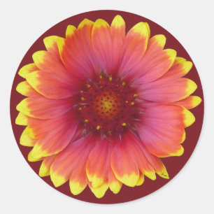 Pegatina Redonda Gaillardia 1