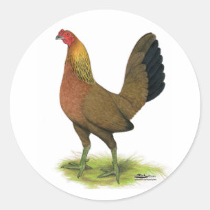 Pegatina Redonda Gallina de combate:  cresta de guisante