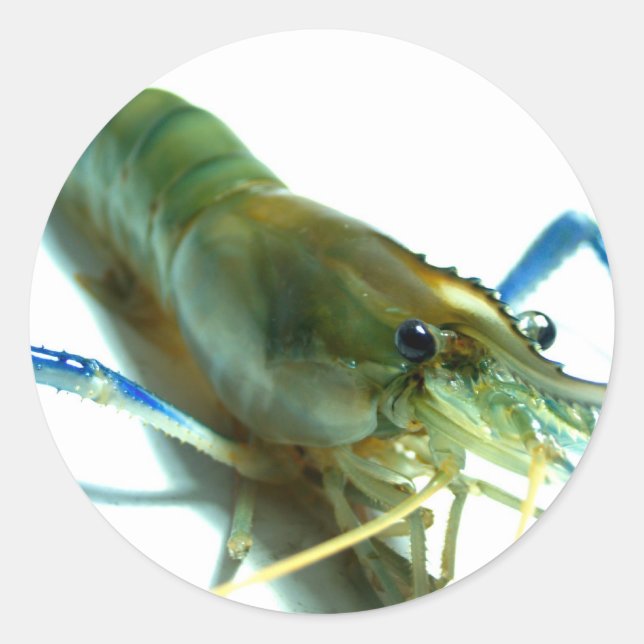 Pegatina Redonda gambas (Anverso)