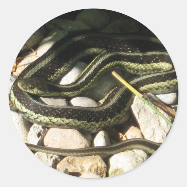 Pegatina Redonda Garter Snake (Anverso)