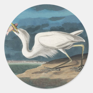 Pegatina Redonda Garza Blanca Grande de Audubon: Ave Costera Vintag