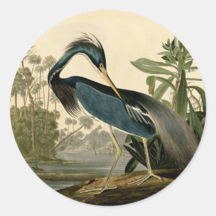 Pegatina Redonda Garzas de Louisiana de Audubon Pájaros América Art