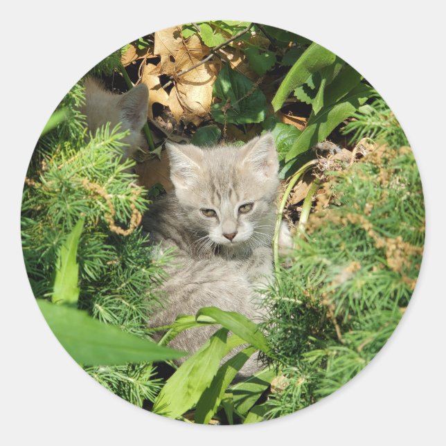 Pegatina Redonda Gatito (Anverso)
