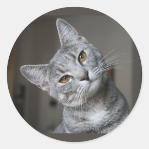 Pegatina Redonda Gatito Atigrado Gris Curioso Lindo