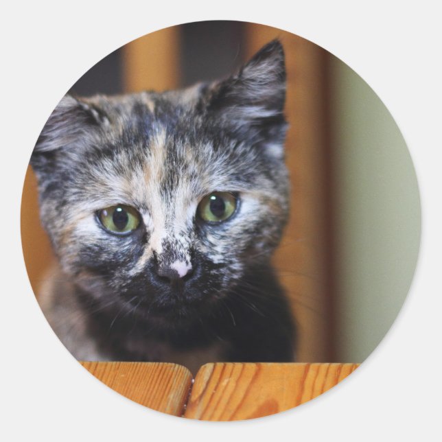 Pegatina Redonda Gatito blanco y negro (Anverso)