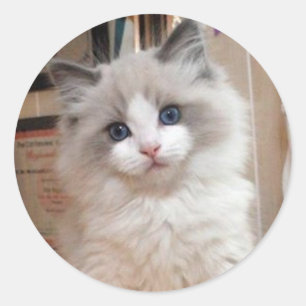 Pegatina Redonda Gatito Cutie de Ragdoll