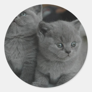 Pegatina Redonda gatito joven mascota ronroneo maullar gatito lindo