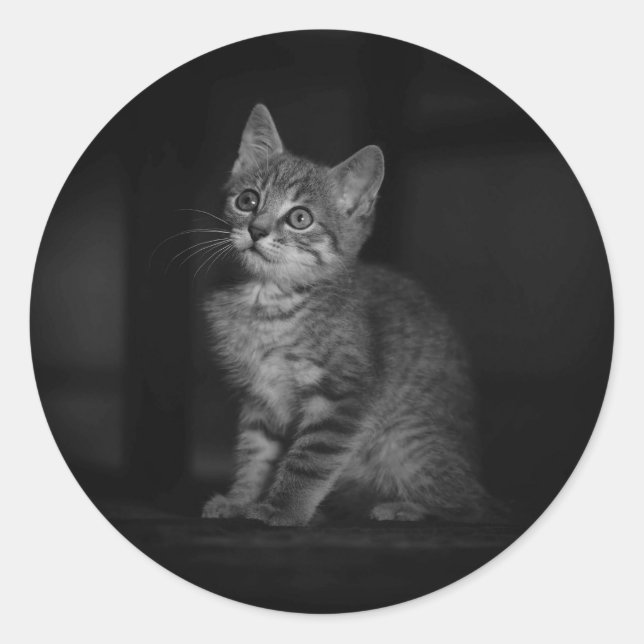 Pegatina Redonda Gatito precioso  (Anverso)