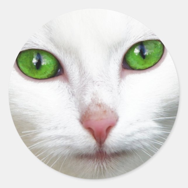 Pegatina Redonda Gato blanco de ojos verdes (Anverso)