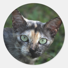 Pegatina Redonda Gato blanco gris marrón con ojos verdes