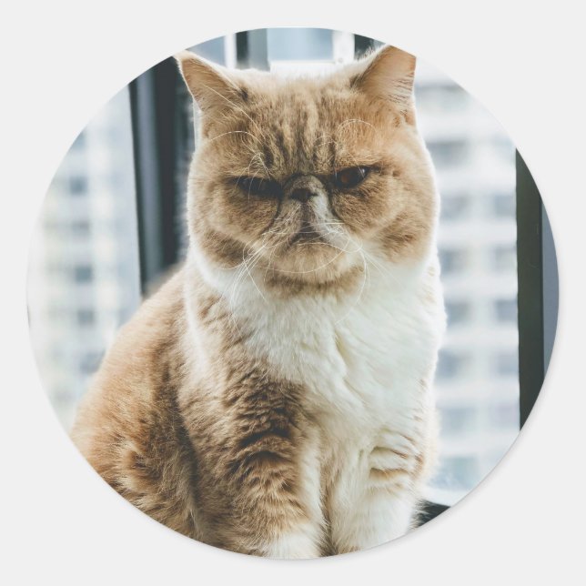 Pegatina Redonda Gato de Meme (Anverso)