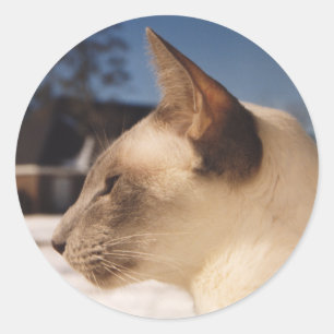 Pegatina Redonda Gato de nieve - Perfil de punto azul siamés