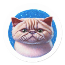 Gato de Shorthair exótico