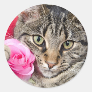 Pegatina Redonda Gato de Tabby lindo con el rosa