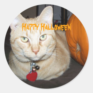 Pegatina Redonda Gato de Tabby Naranja Feliz Halloween con Calabaza