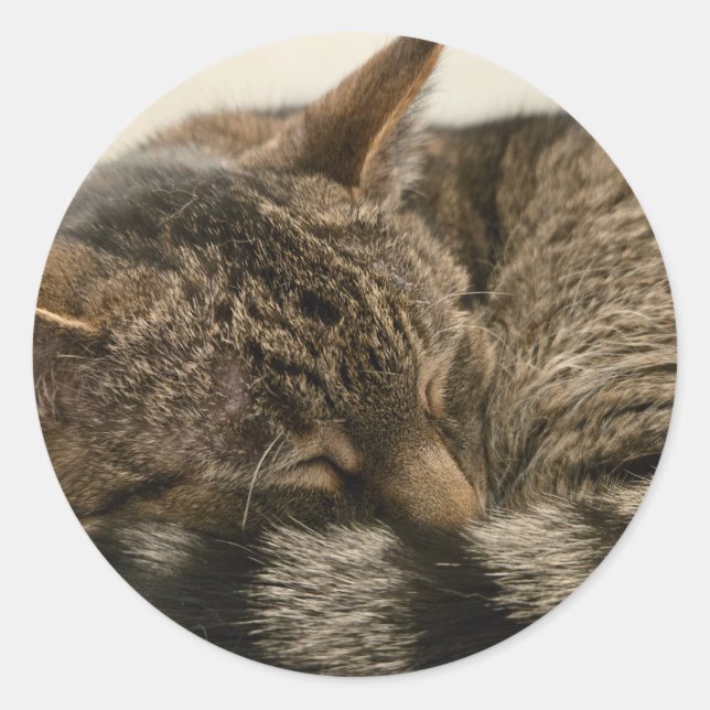 Pegatina Redonda Gato de tabú dormido (Anverso)