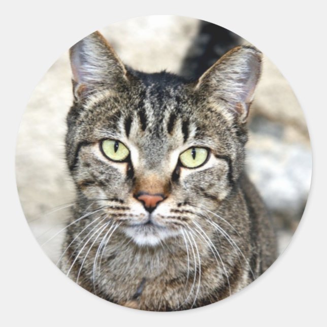 Pegatina Redonda Gato egipcio (Anverso)