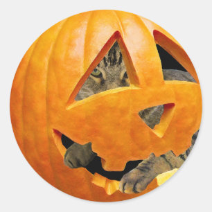 Pegatina Redonda Gato en Calabaza