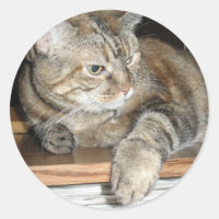 gato en la estantería
