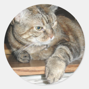 Pegatina Redonda gato en la estantería