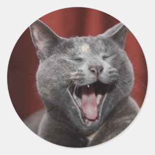 Pegatina Redonda Gato gracioso