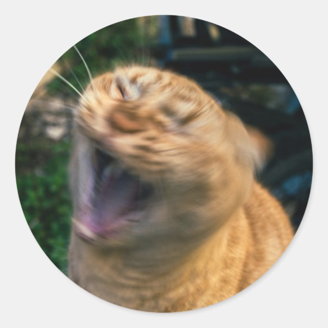 Pegatina Redonda Gato Meme (Anverso)