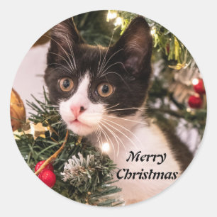 Pegatina Redonda Gato negro y blanco juguetón en árbol de Navidad