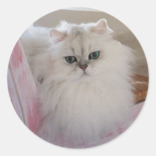Pegatina Redonda Gato persa blanco en una silla rosa