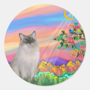 Pegatina Redonda Gato Ragdoll (Punto Azul) - Estrella Diurna