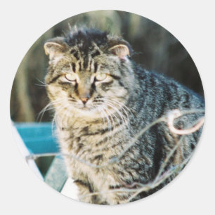 Pegatina Redonda Gato Rock Feral Tom