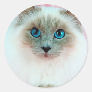 Pegatina Redonda Gato siamés adorable 1