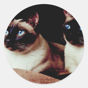 Pegatina Redonda Gatos intensos