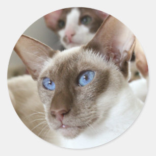 Pegatina Redonda Gatos Siameses Mascotas Animales